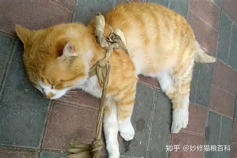 猫死了|3种方法来判断猫咪是否死亡